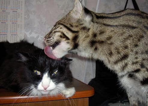 九游jiuyou-中国女篮在国际热身赛中表现优异，竞争力增强，中国女篮热身赛赛程